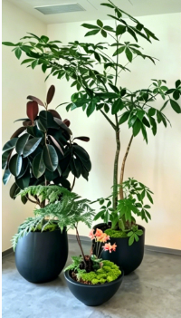 江北绿色植物租用费用优化攻略，效果翻倍